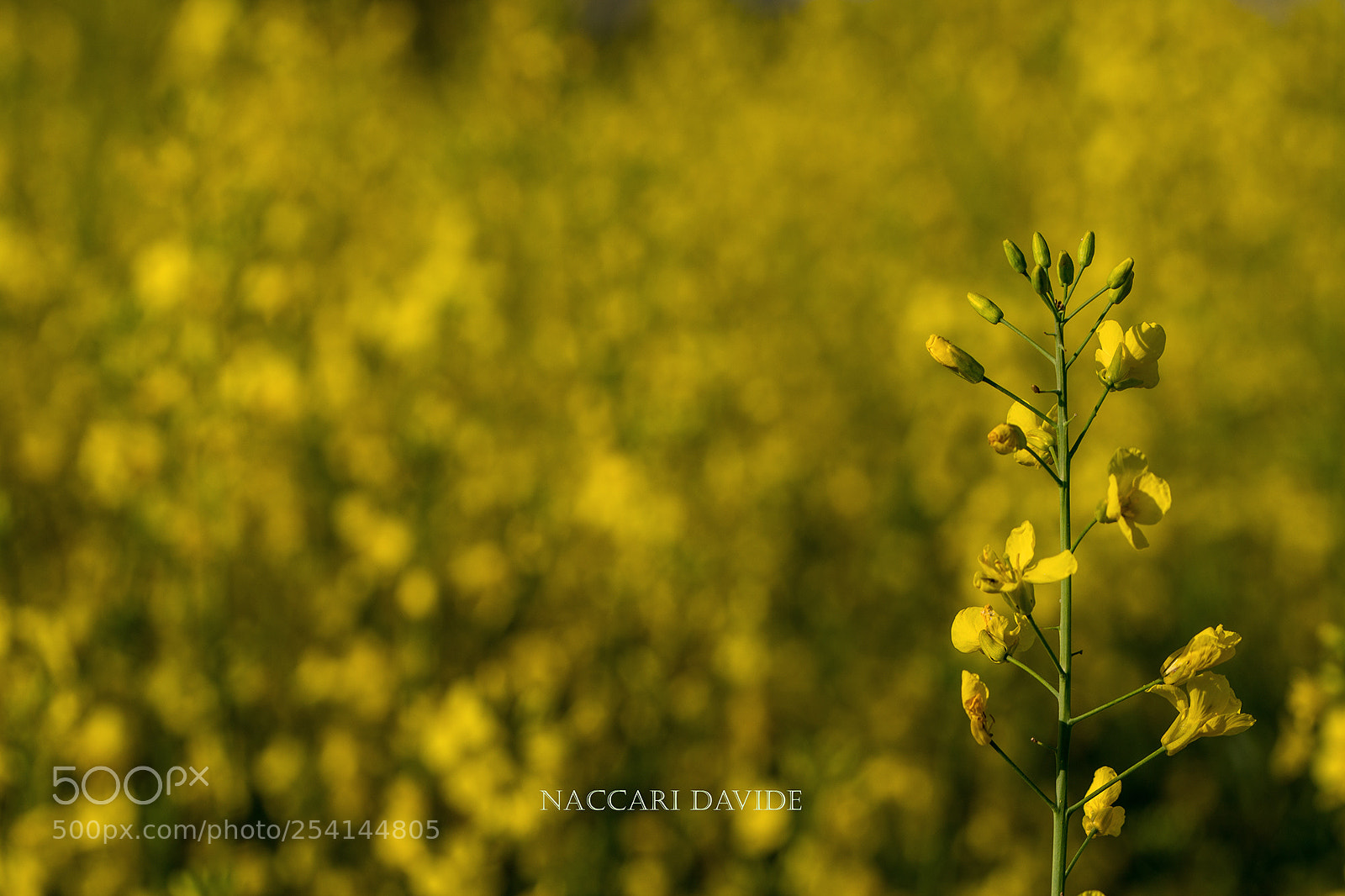 Canon EOS 600D (Rebel EOS T3i / EOS Kiss X5) sample photo. Yellow on yellow photography