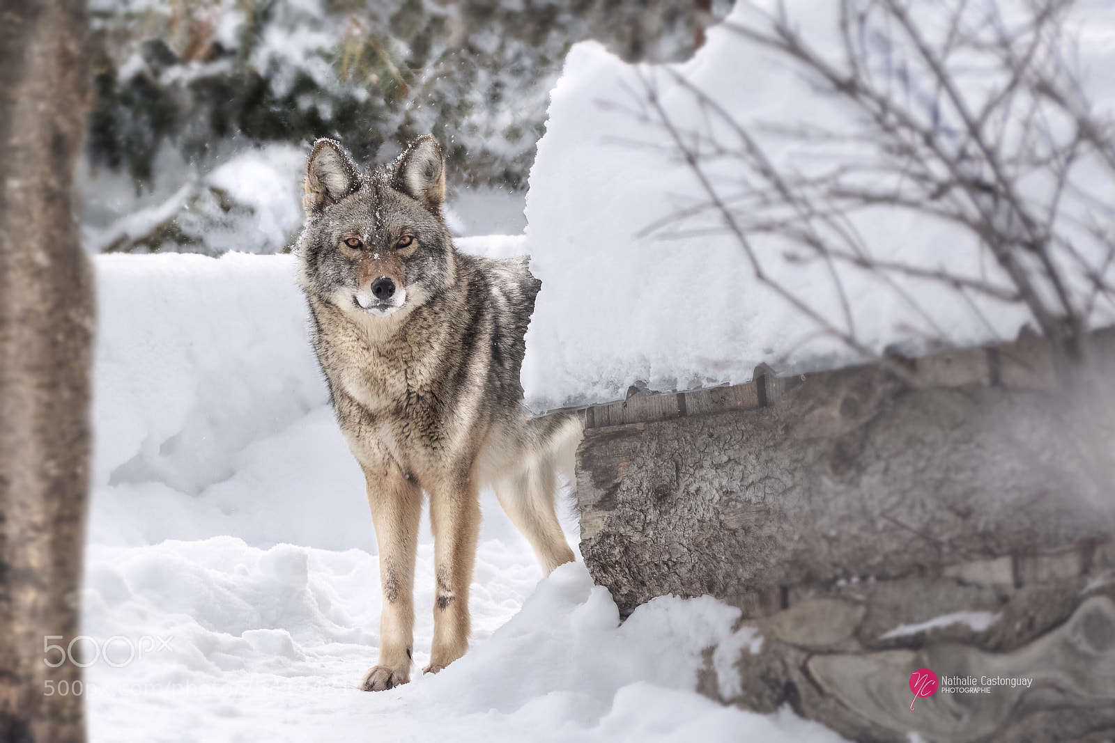 Nikon D7100 sample photo. Coyote photography