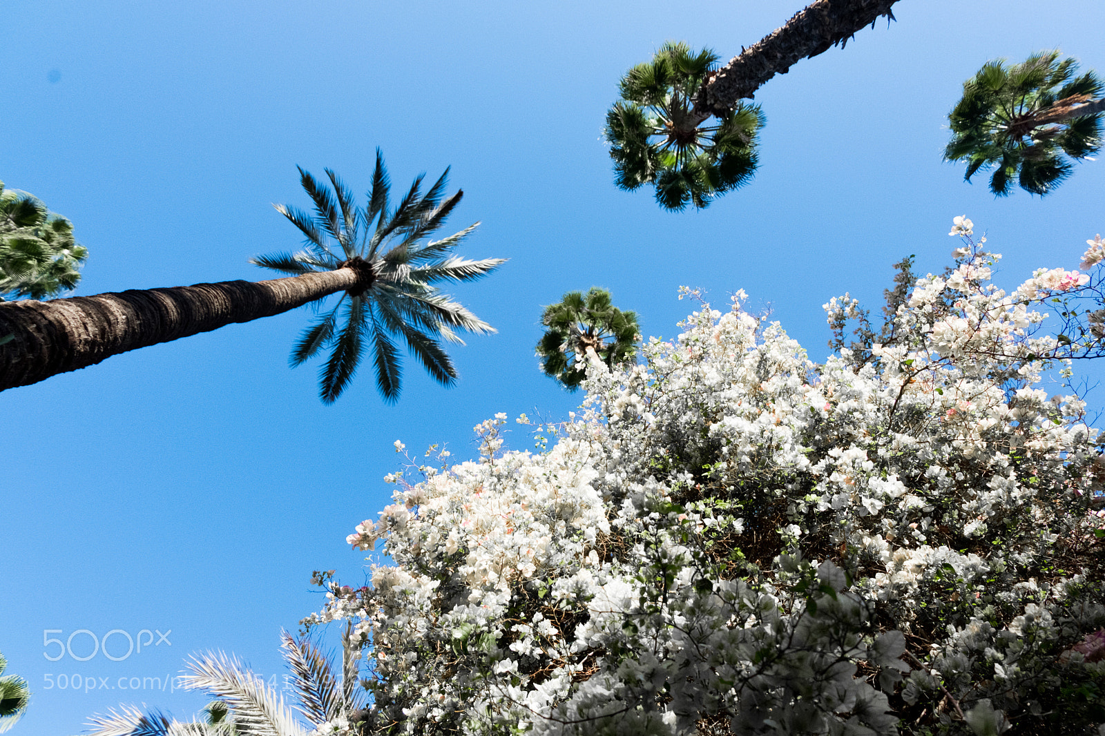 Fujifilm X-T20 sample photo. Marrakech - jardin majorelle photography