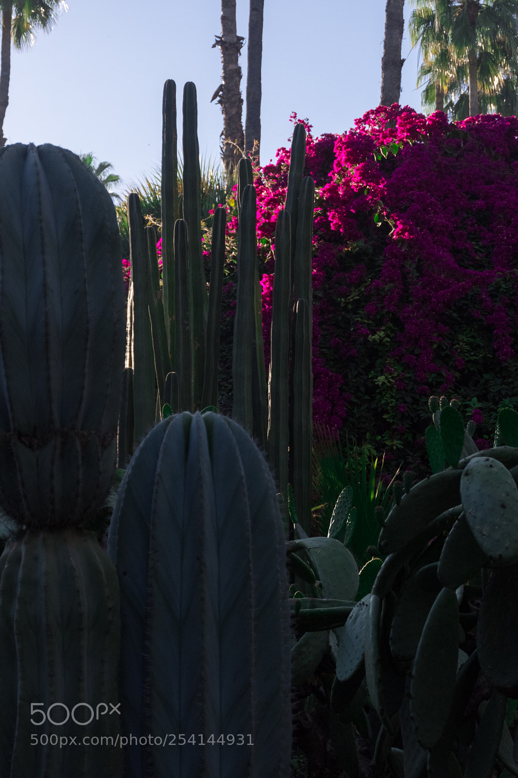 Fujifilm X-T20 sample photo. Marrakech - jardin majorelle photography