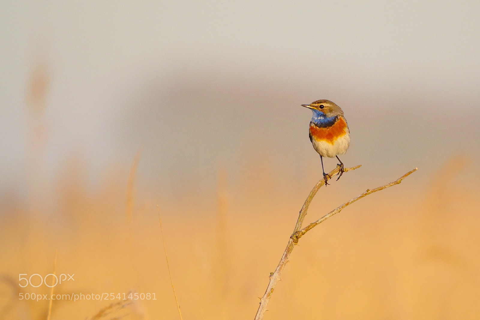 Panasonic Lumix DMC-GX8 sample photo. Bluethroat photography