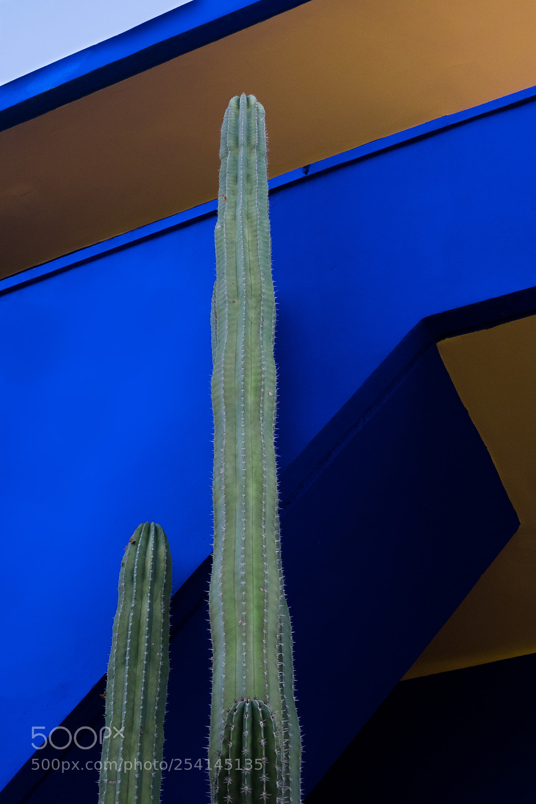 Fujifilm X-T20 sample photo. Marrakech - jardin majorelle photography