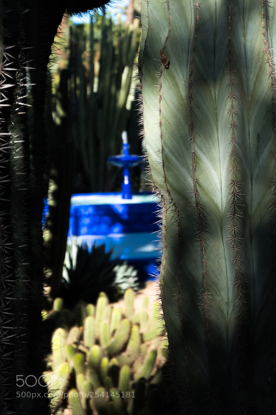 Fujifilm X-T20 sample photo. Marrakech - jardin majorelle photography