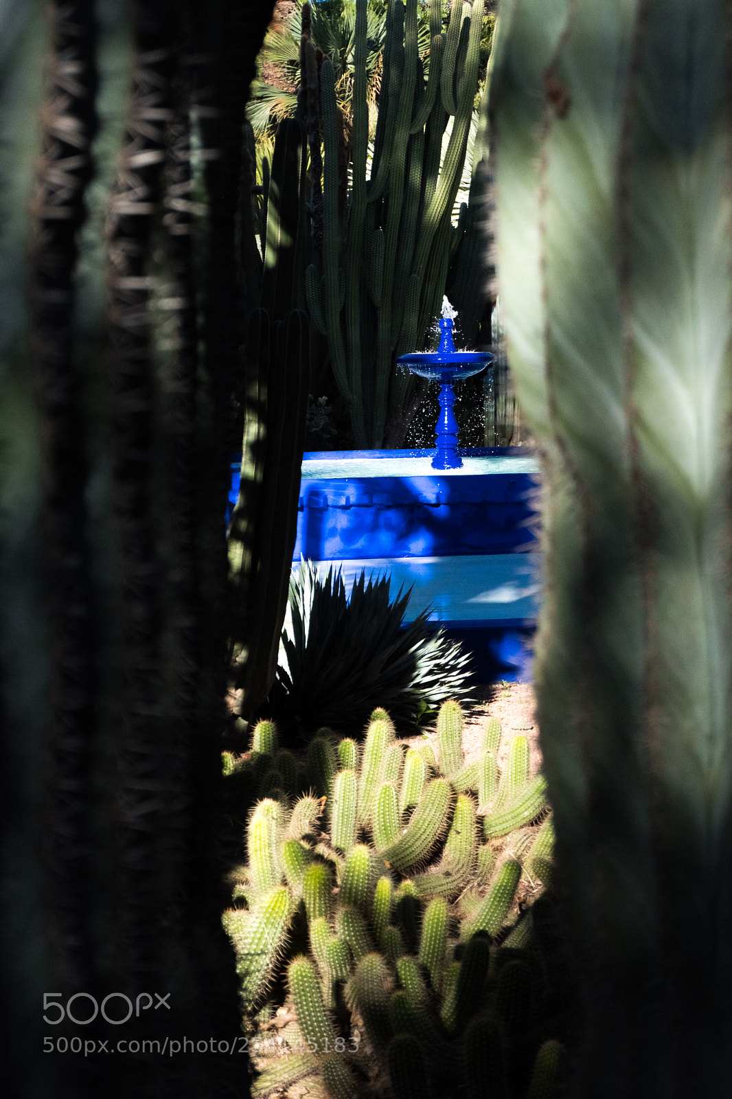Fujifilm X-T20 sample photo. Marrakech - jardin majorelle photography