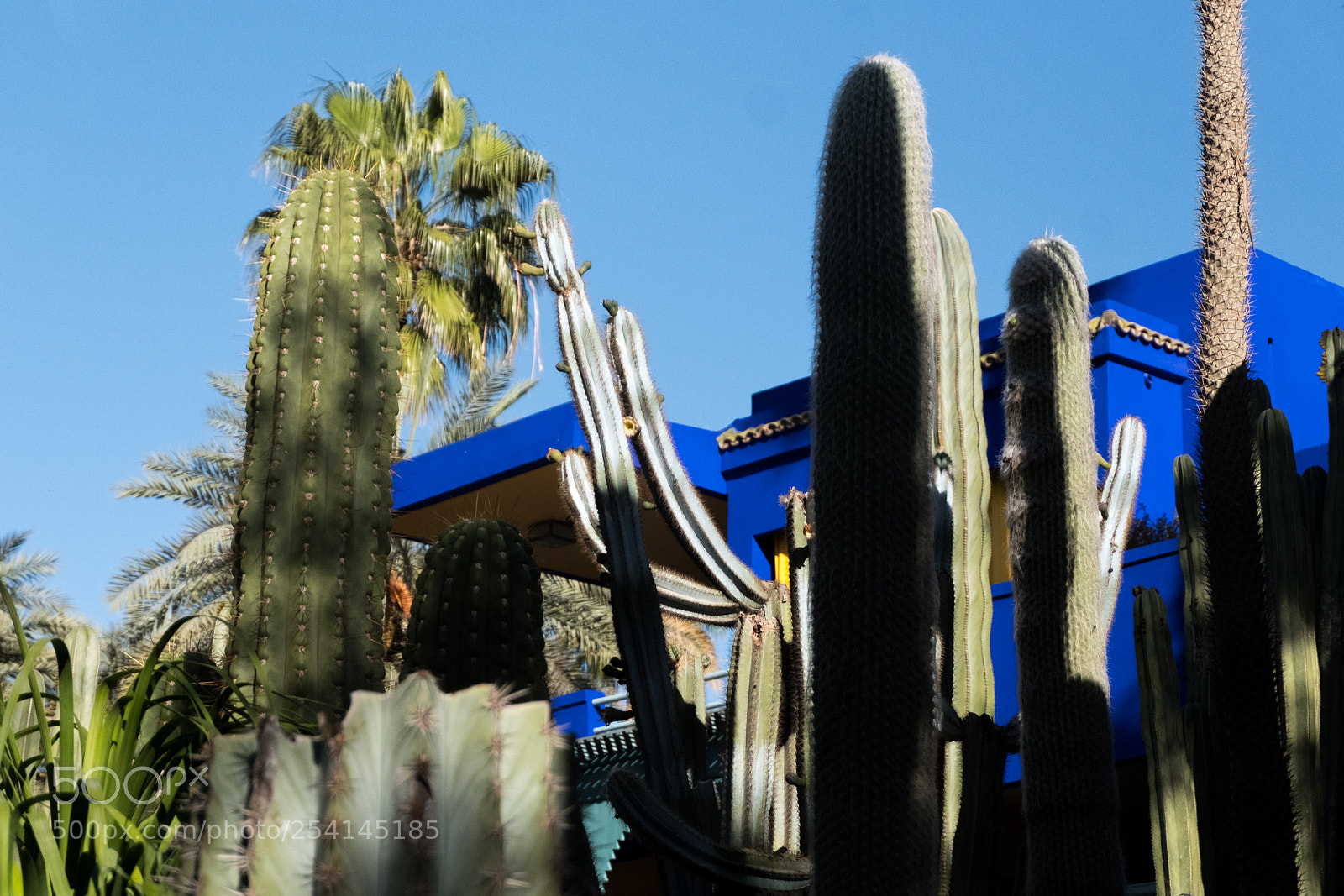 Fujifilm X-T20 sample photo. Marrakech - jardin majorelle photography