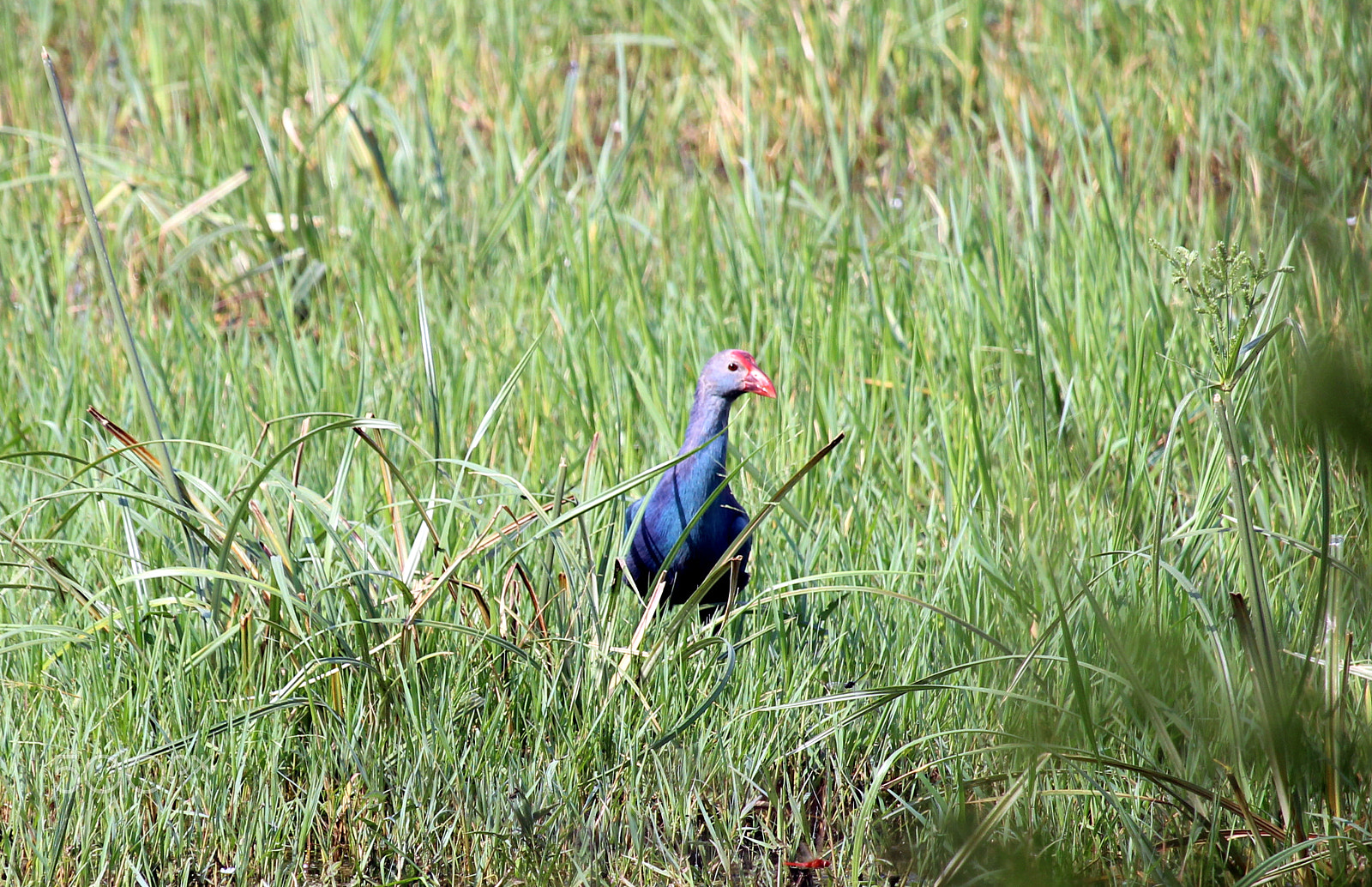 Canon EF-S 55-250mm F4-5.6 IS STM sample photo. Swamphen photography