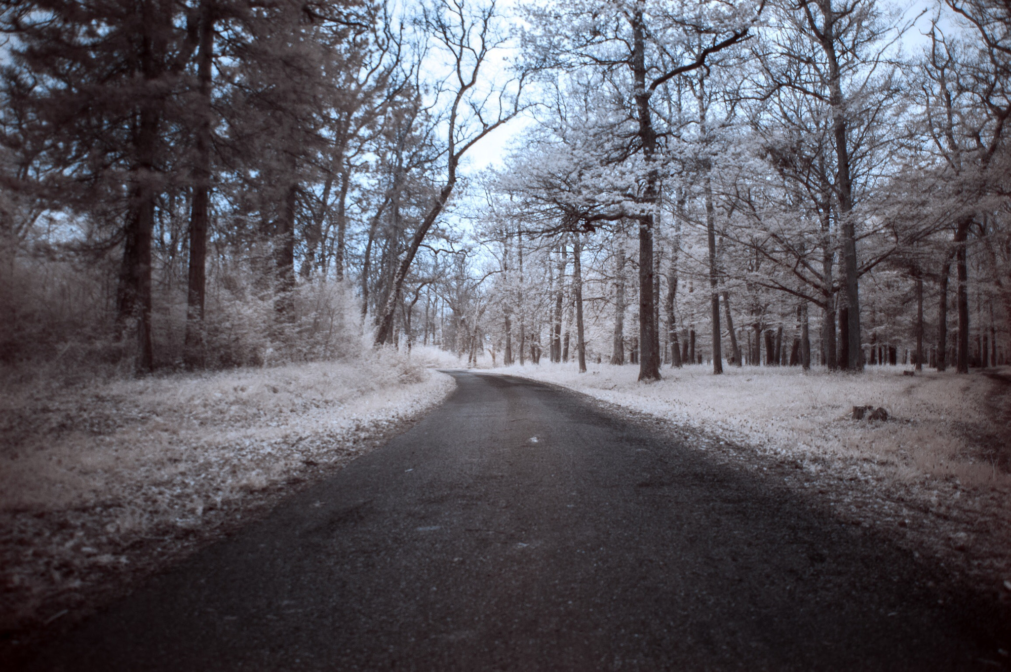 Pentax K-7 sample photo. Infrared forest photography