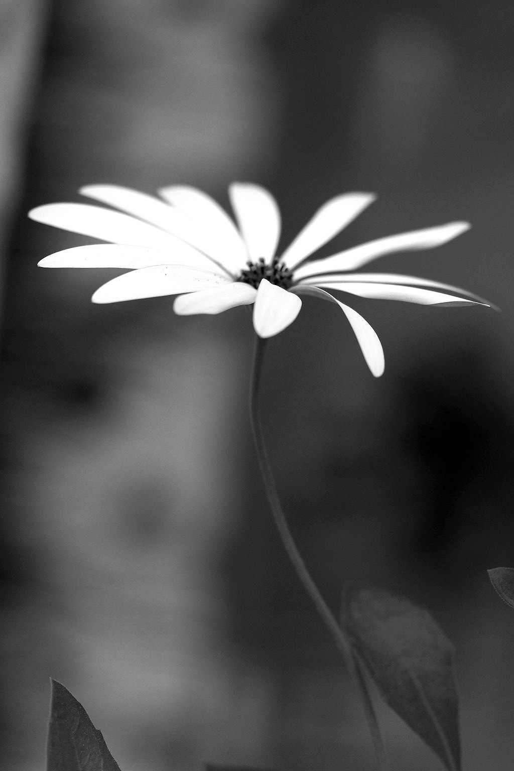 Olympus PEN E-PL8 sample photo. Dancing photography