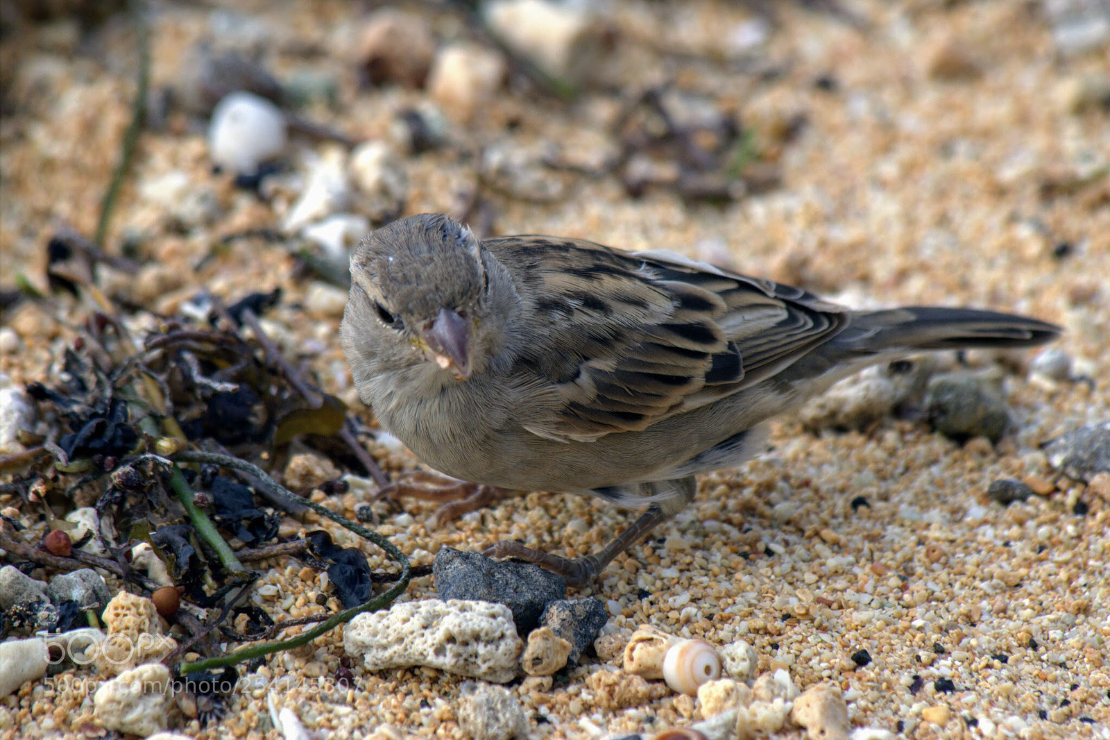 Canon EOS 600D (Rebel EOS T3i / EOS Kiss X5) sample photo. Little sparrow  photography