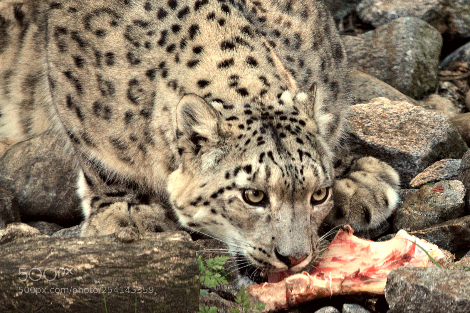 Nikon D5200 sample photo. Hungry photography