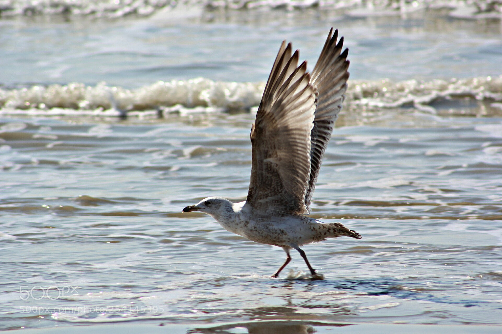 Canon EOS 1300D (EOS Rebel T6 / EOS Kiss X80) sample photo. Seagull photography