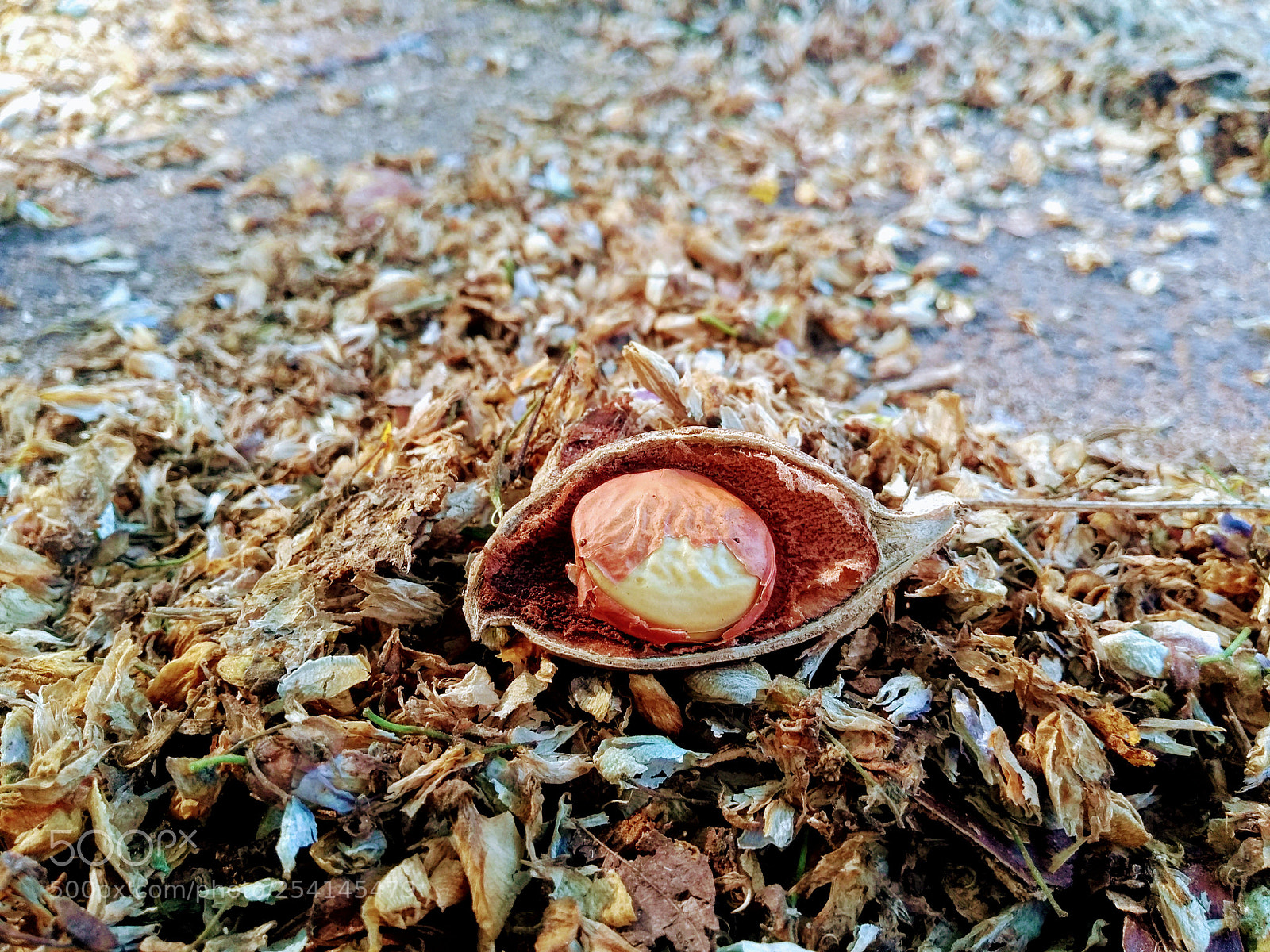 Motorola Moto G (5th Gen) sample photo. Untitled photography