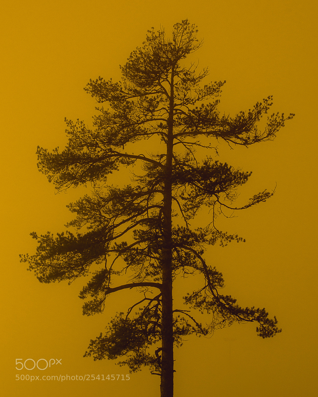 Nikon D600 sample photo. Ink photography