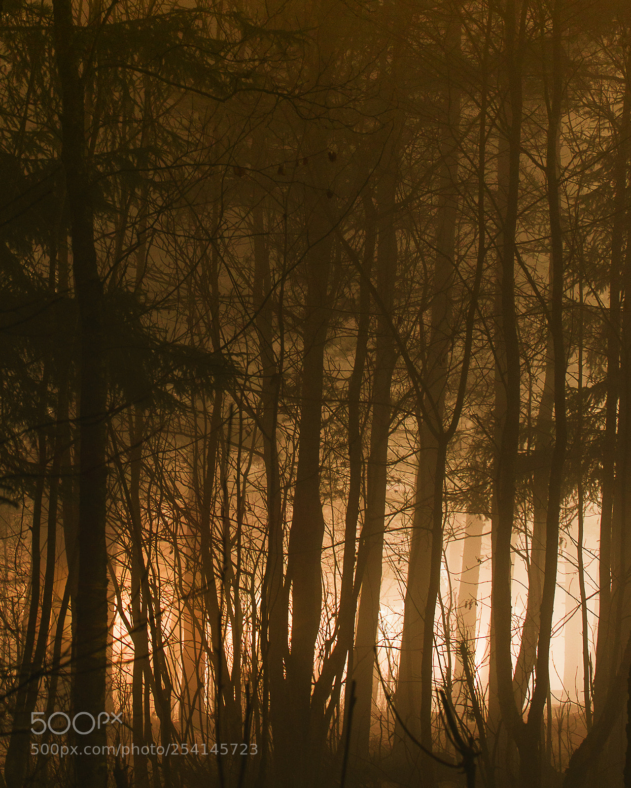 Nikon D600 sample photo. The fogs of april photography