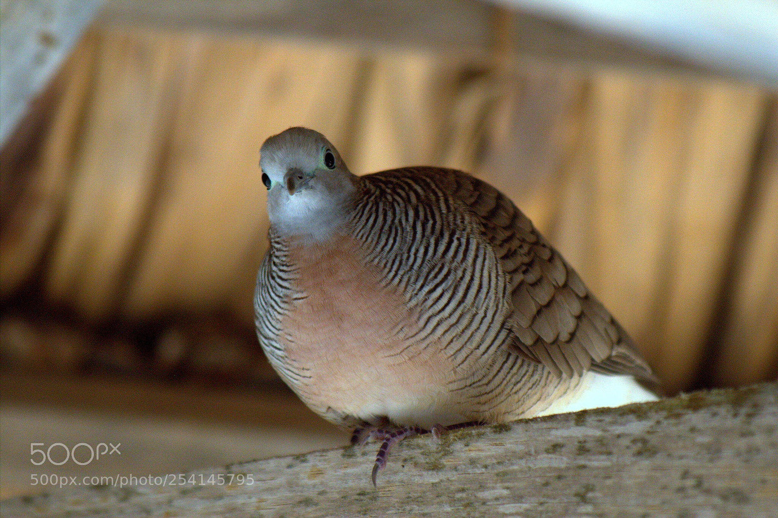 Canon EOS 600D (Rebel EOS T3i / EOS Kiss X5) sample photo. Pigeon  photography