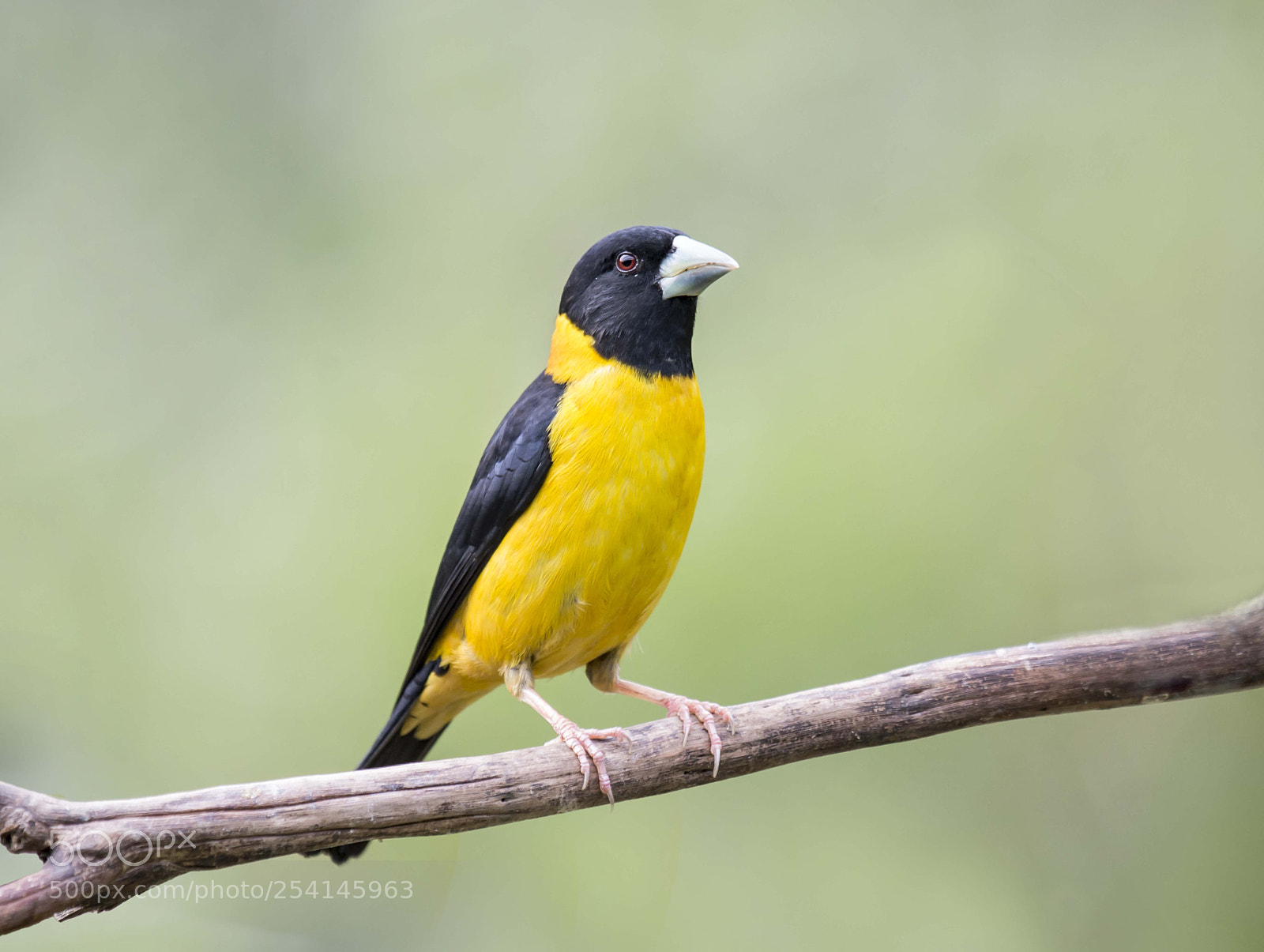 Nikon D4 sample photo. Collared grosbeak photography