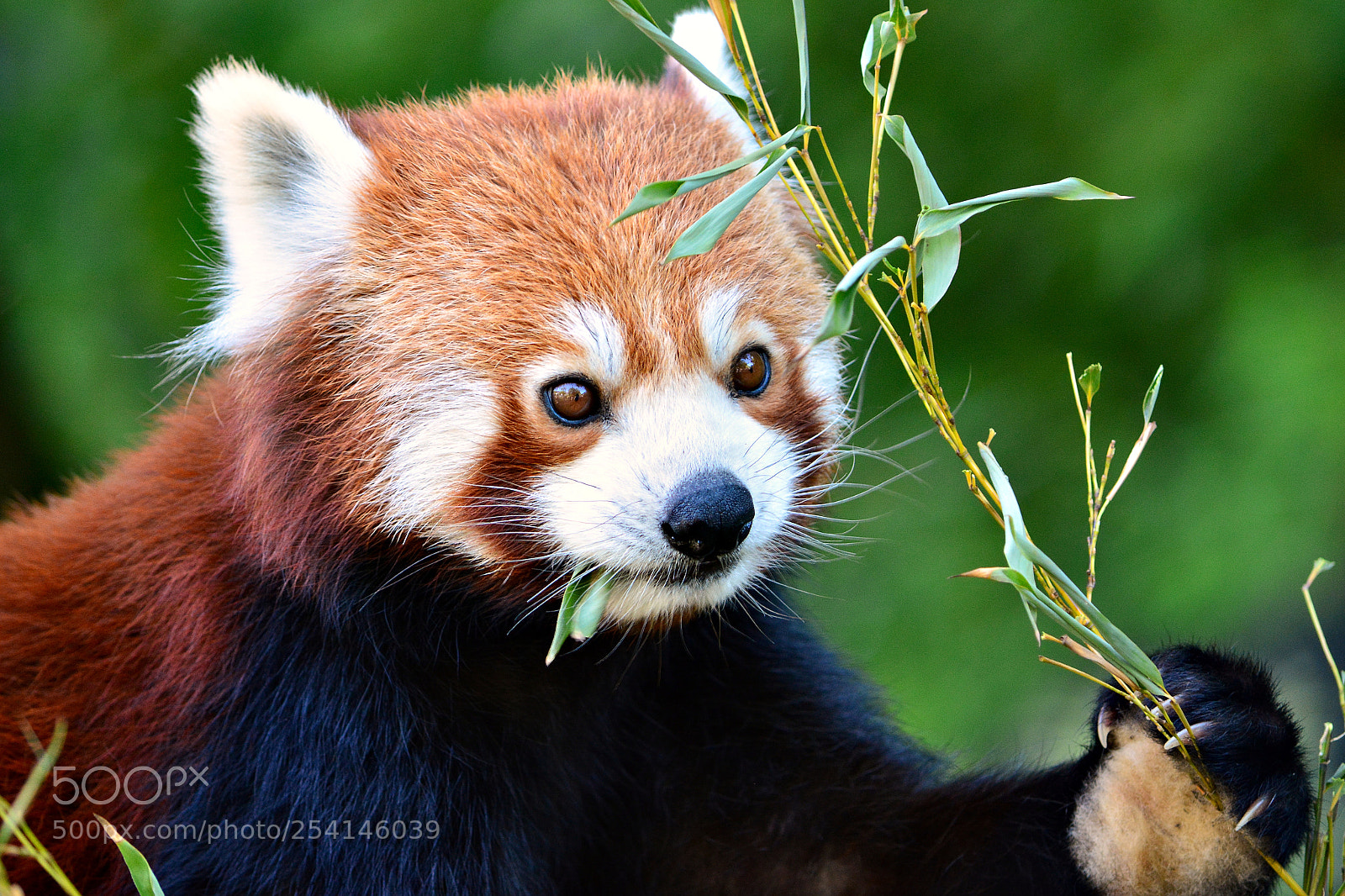Nikon D5200 sample photo. Red panda photography