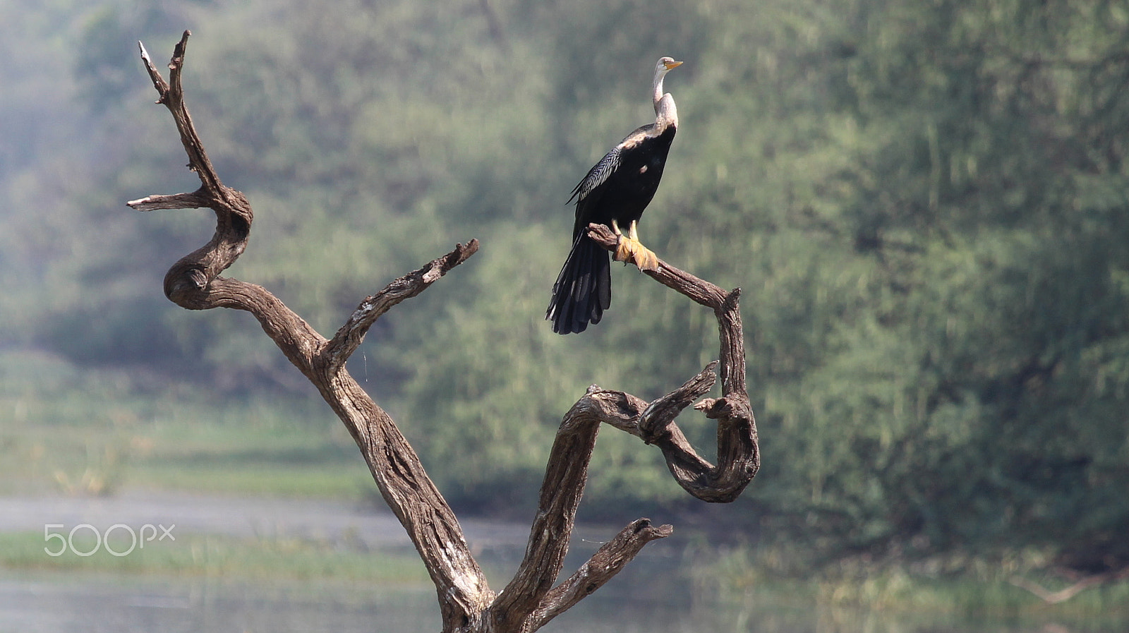 Canon EF-S 55-250mm F4-5.6 IS STM sample photo. Snake bird photography