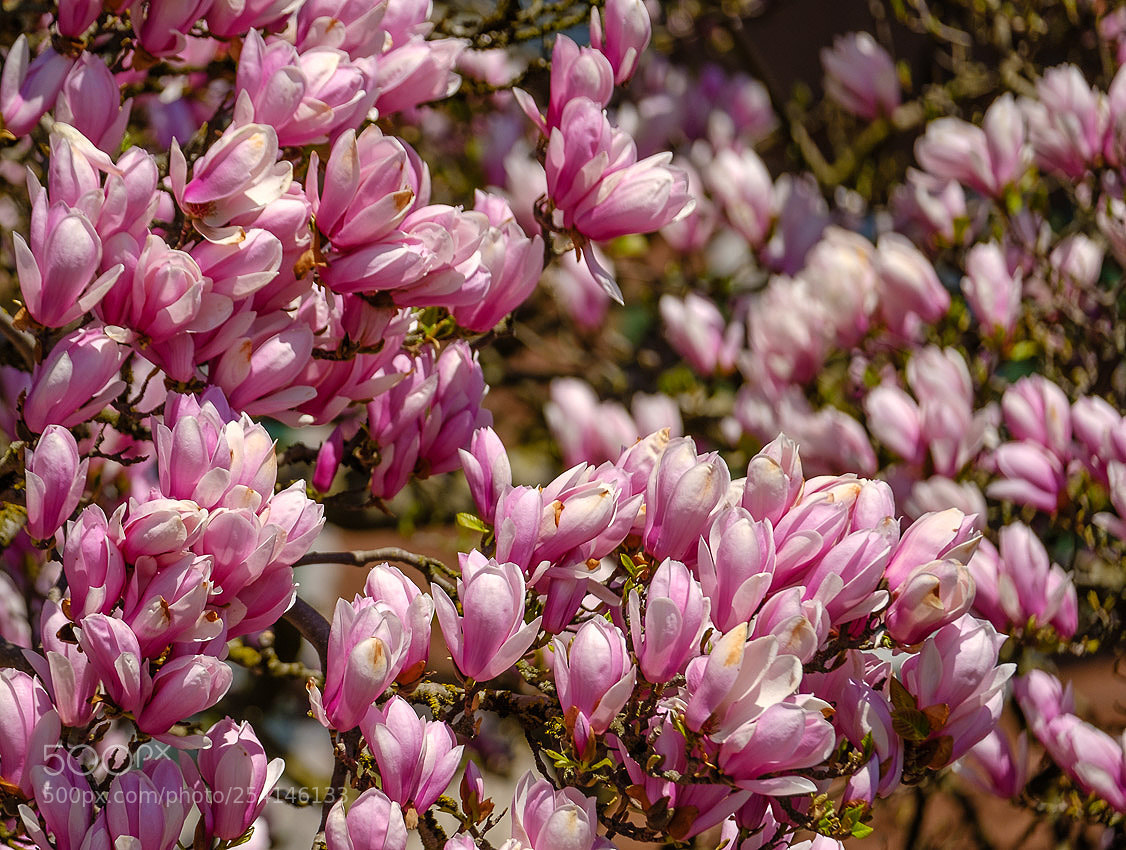 Fujifilm X-T2 sample photo. Blütenmeer photography