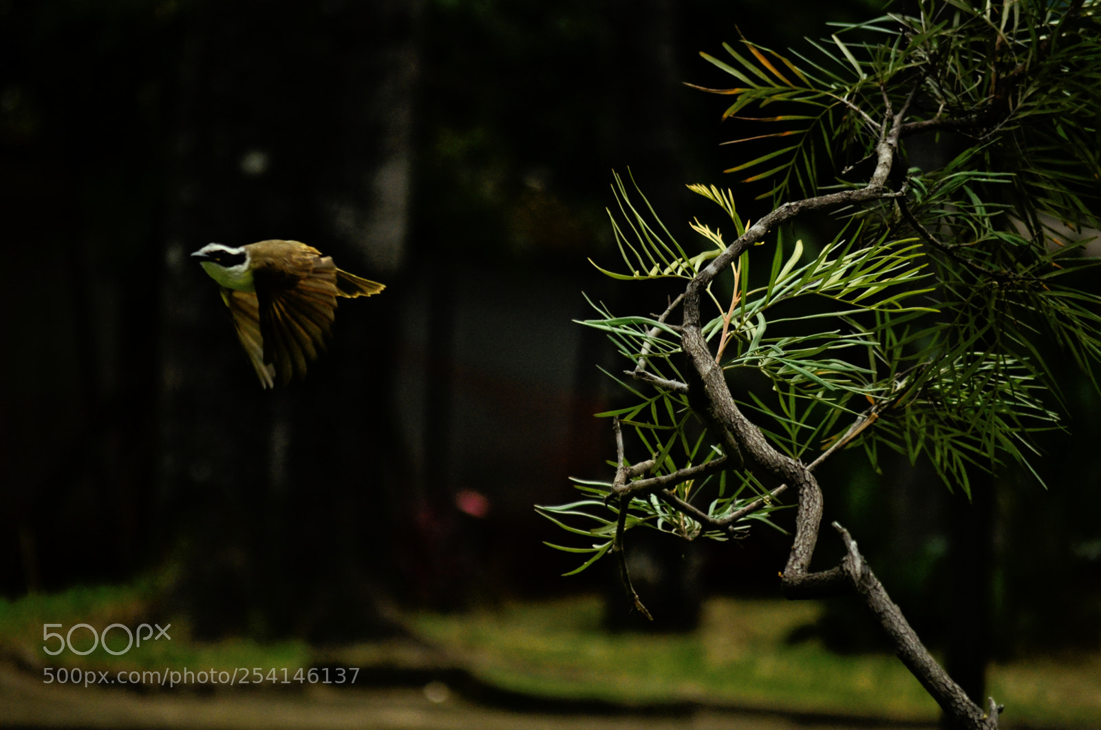 Nikon D7000 sample photo. O voo 2 photography