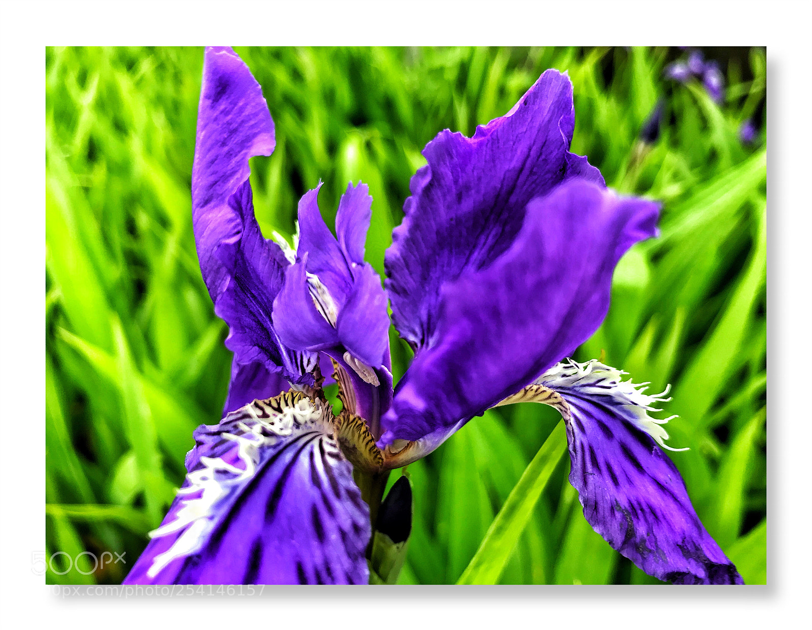 Apple iPhone 7 sample photo. Iris tectorum photography