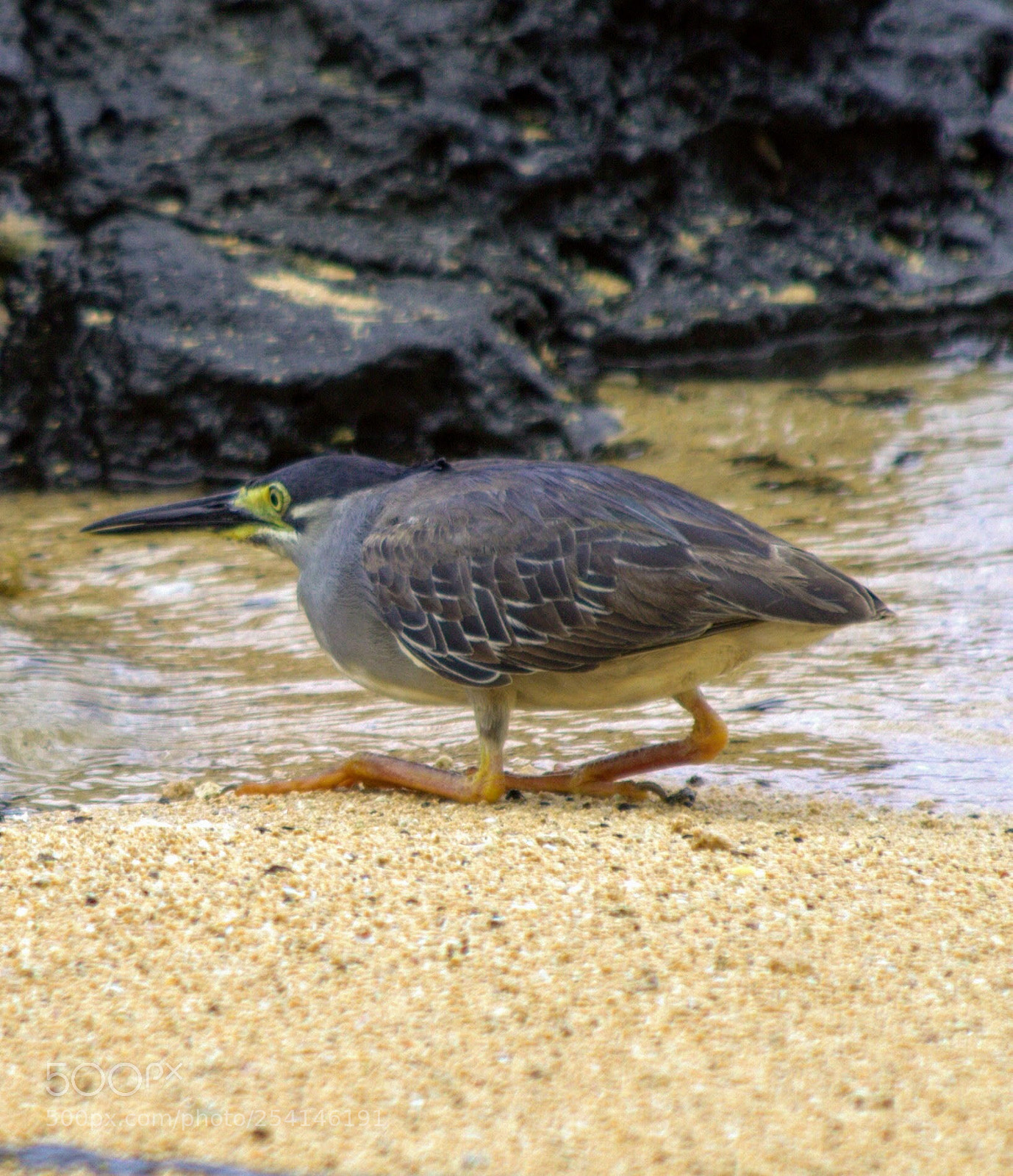 Canon EOS 600D (Rebel EOS T3i / EOS Kiss X5) sample photo. Waiting for the fish photography