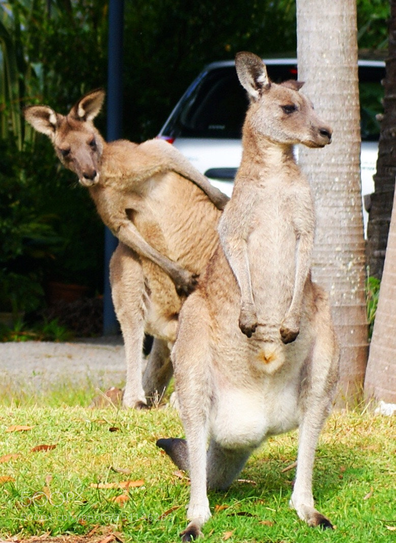 Sony Alpha DSLR-A300 sample photo. Curious kangaroo photography