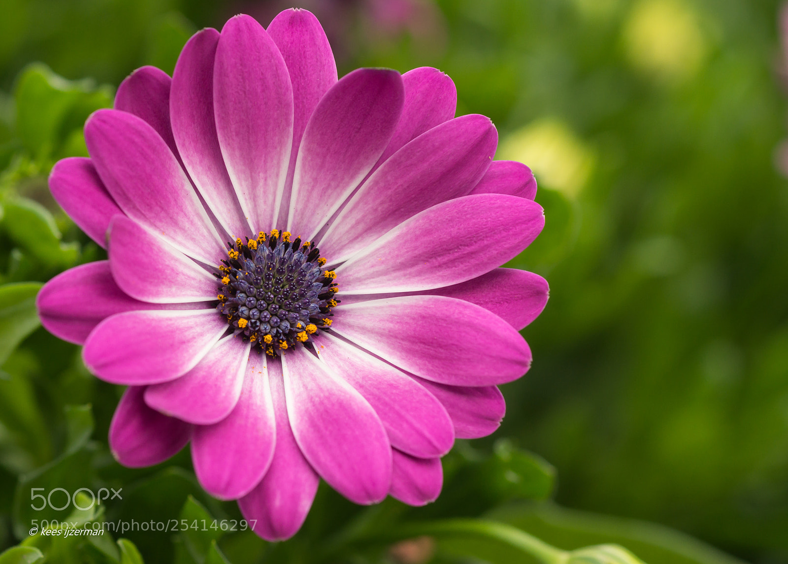 Sony SLT-A77 sample photo. Osteospermum. photography
