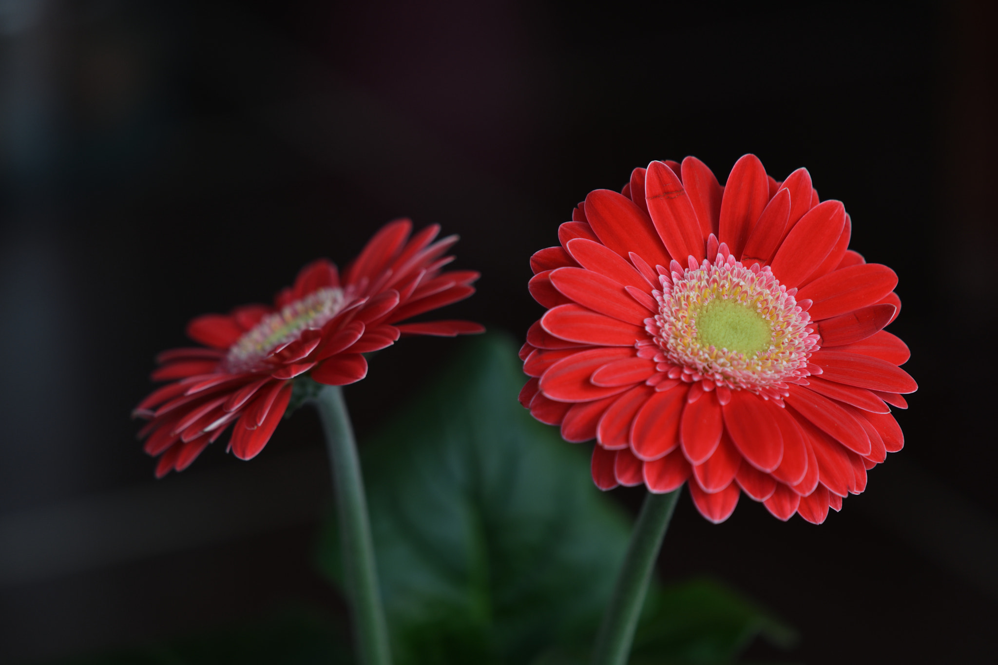 Nikon AF-S DX Micro-Nikkor 85mm F3.5G ED VR sample photo. Gerberas.jpg photography