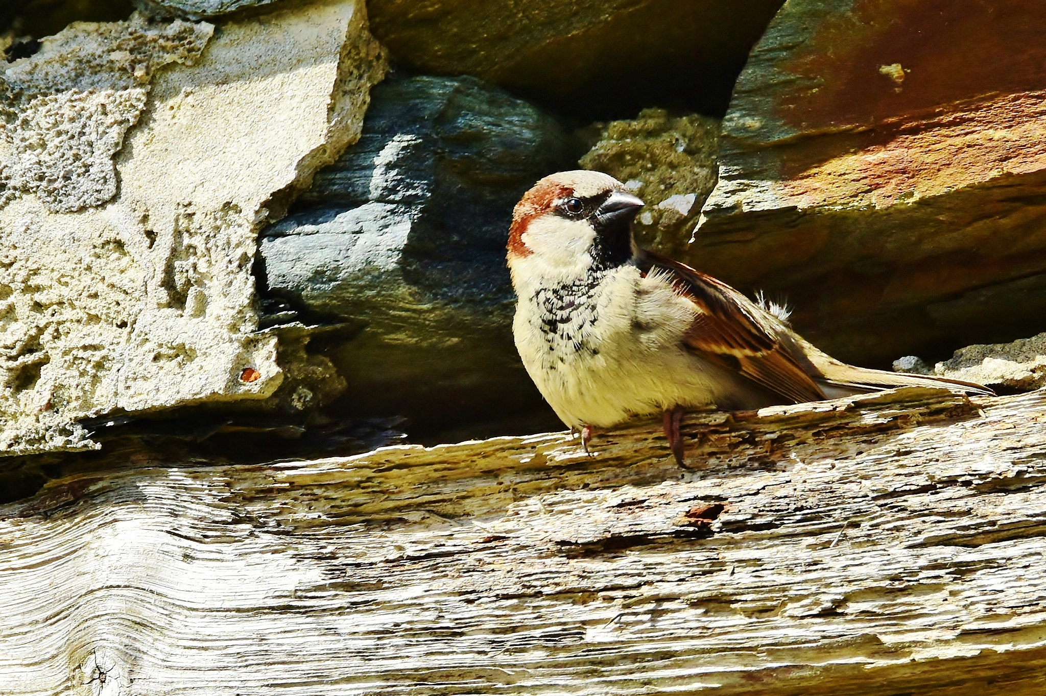 Nikon D5500 sample photo. House sparrow photography