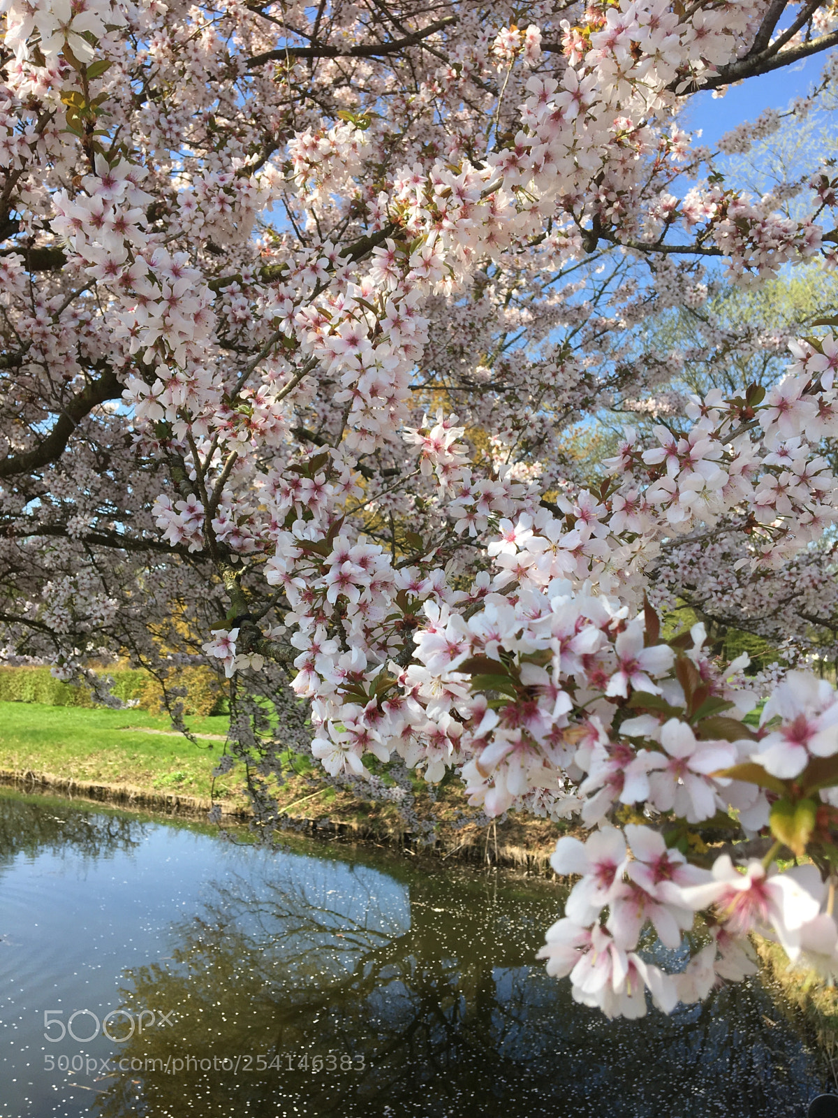 Apple iPhone 6s sample photo. Spring flowers photography