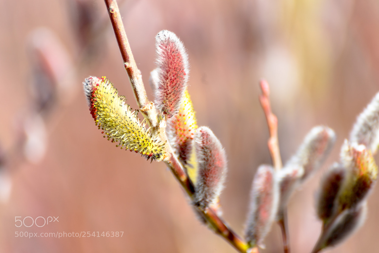 Sony a7 II sample photo. Spring footsteps photography