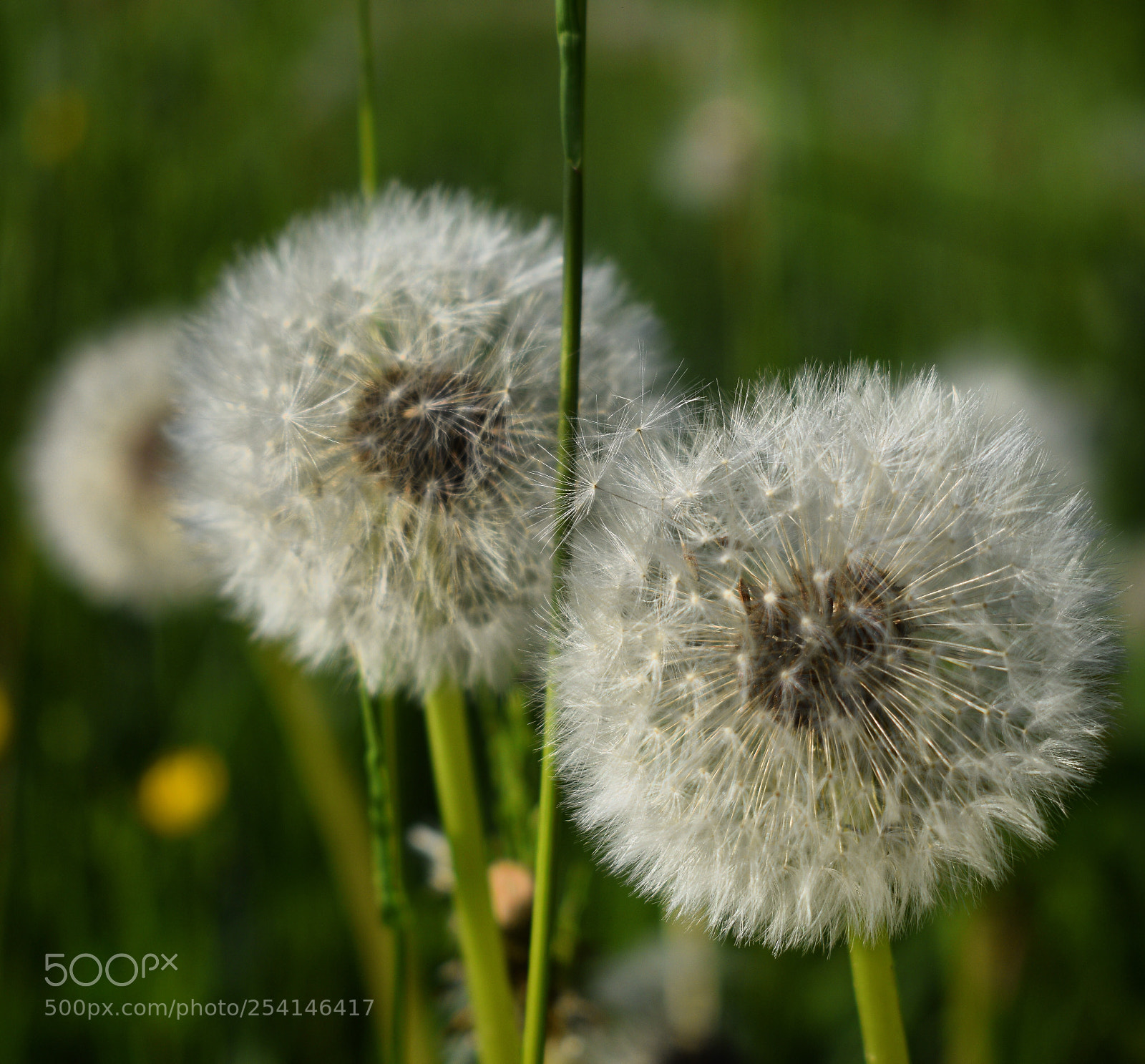 Nikon D3300 sample photo. Spring photography