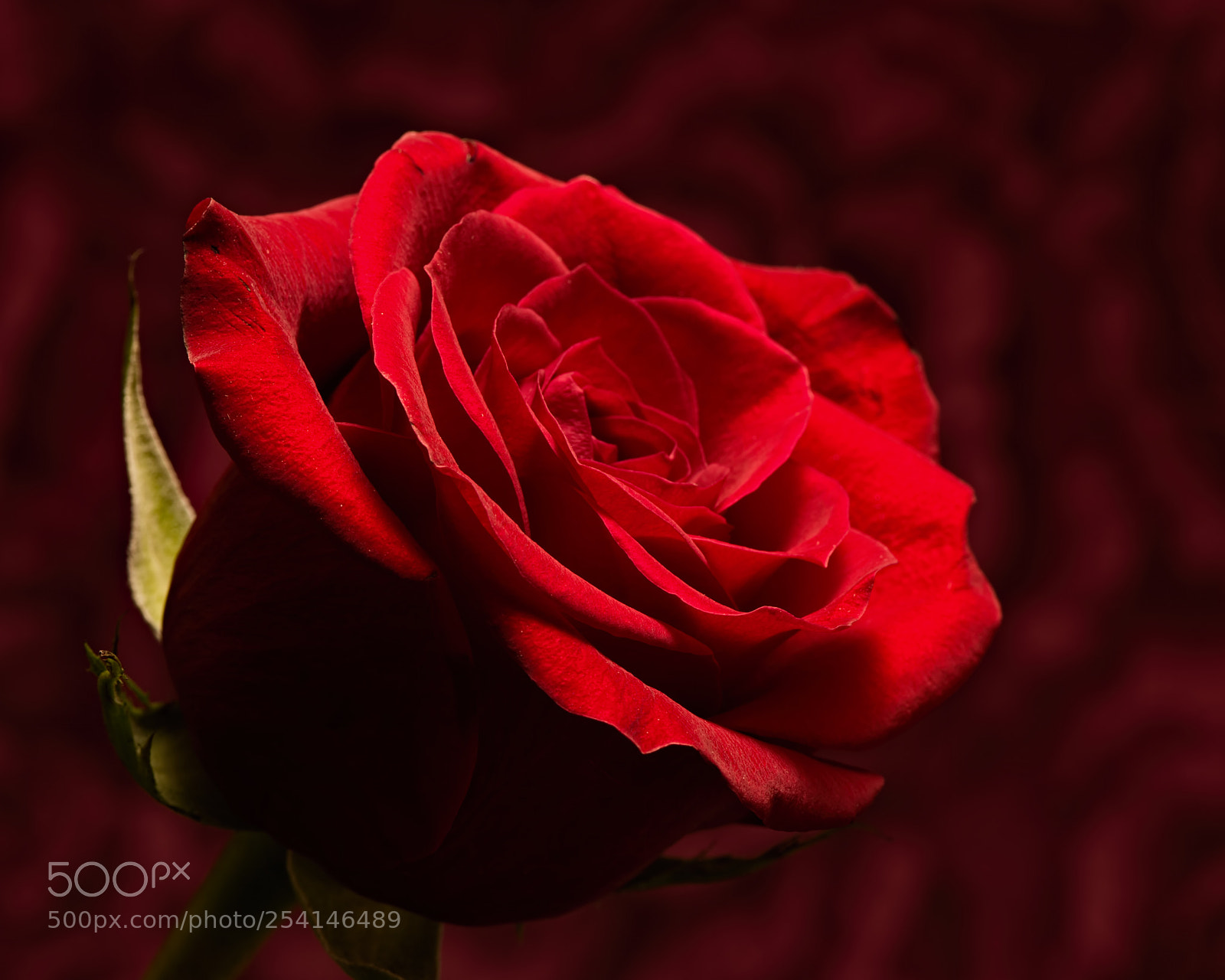 Nikon D810 sample photo. Red rose 1109 photography
