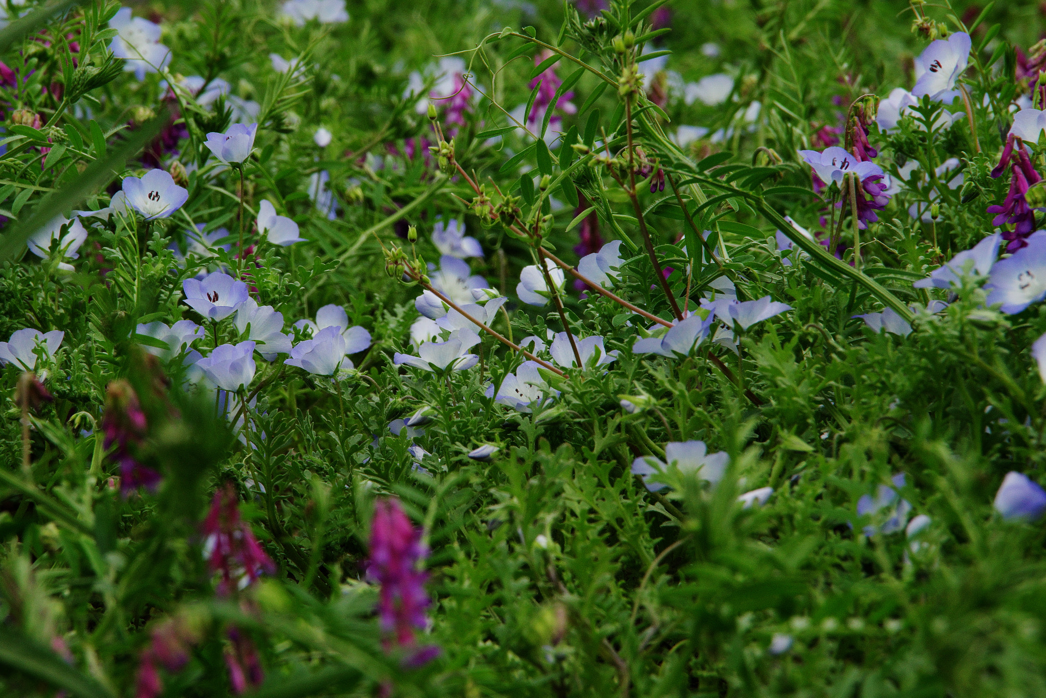 Pentax K-70 sample photo. Nemophila bush photography