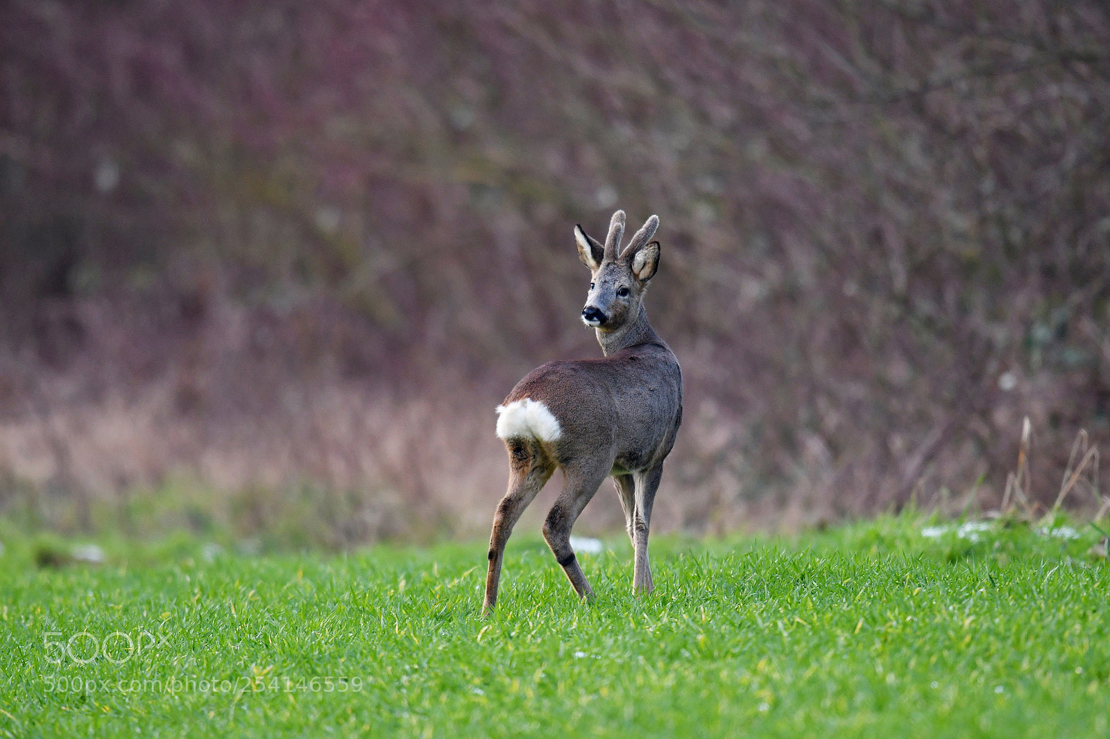 Nikon D500 sample photo. Deer photography