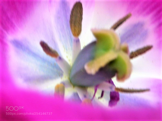 Panasonic Lumix DMC-TZ5 sample photo. Coeur de fleur photography