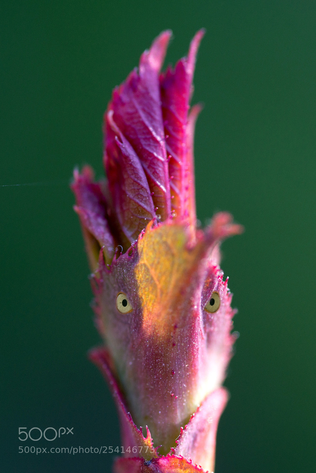 Nikon D600 sample photo. Глазастые почки photography