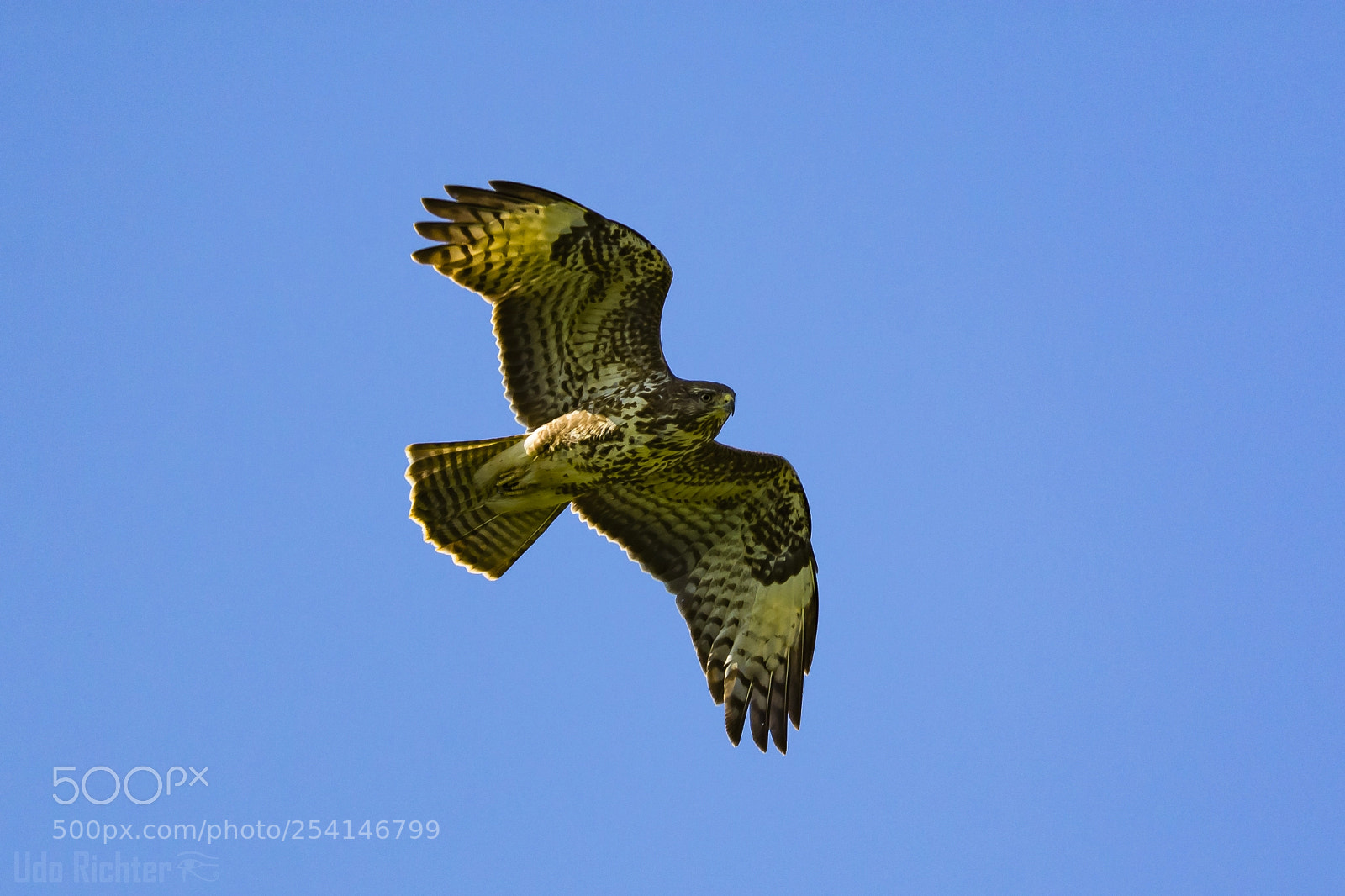Nikon D7200 sample photo. 'common buzzard buteo buteo photography