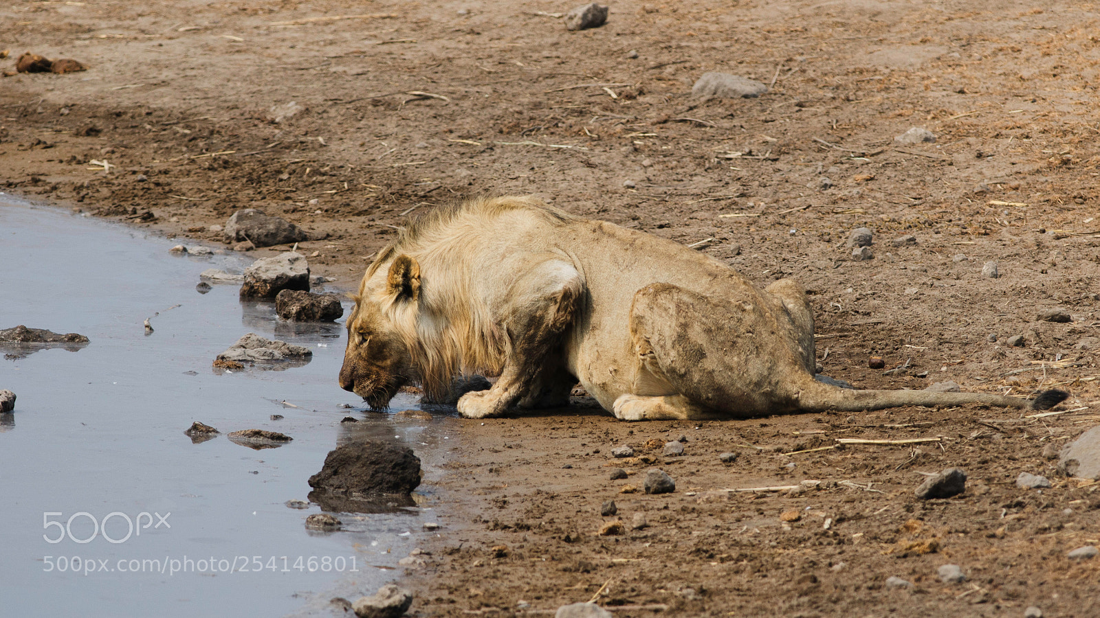 Nikon D7000 sample photo. Old lion, drinking photography