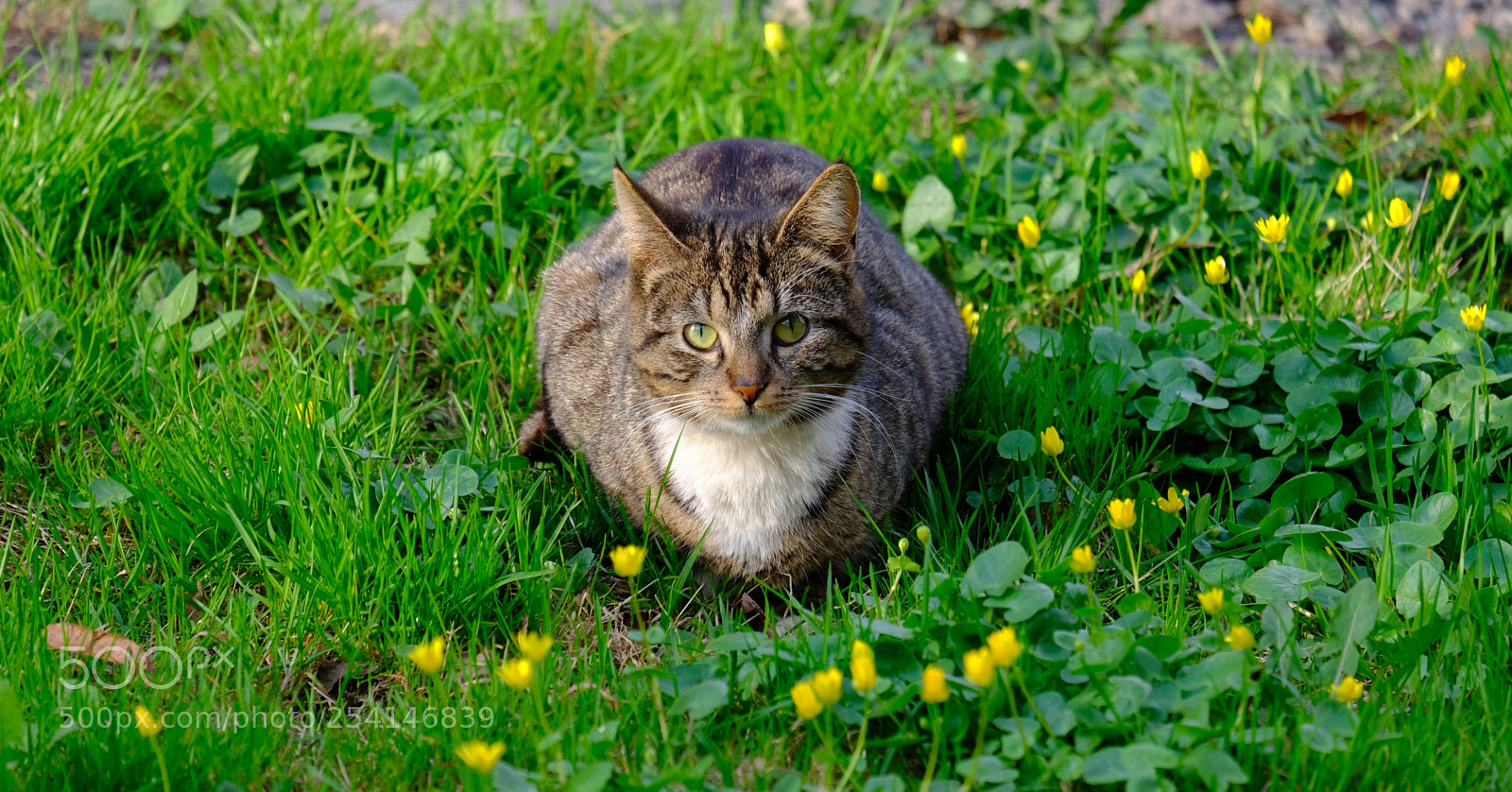 Fujifilm X-T20 sample photo. At is on green photography
