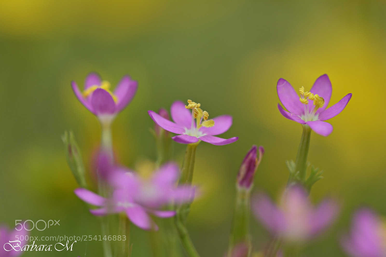 Nikon D7100 sample photo. Ancora tra 100 anni photography