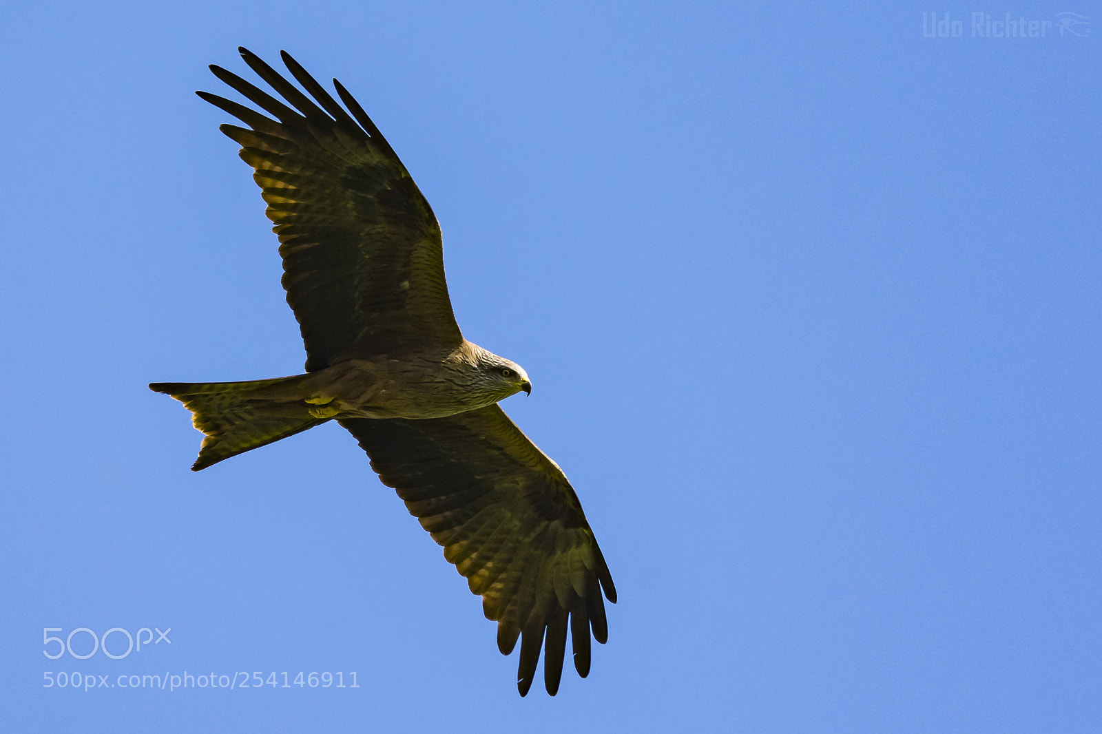 Nikon D7200 sample photo. 'male black kite milvus photography