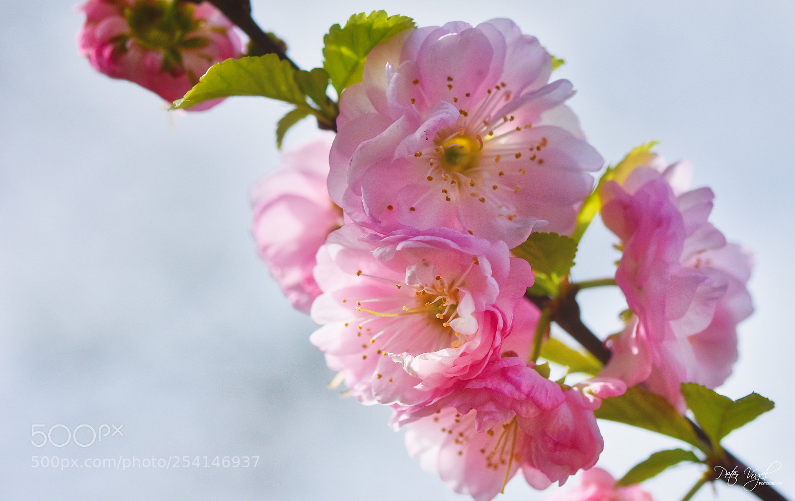 Nikon D7200 sample photo. Blossom photography