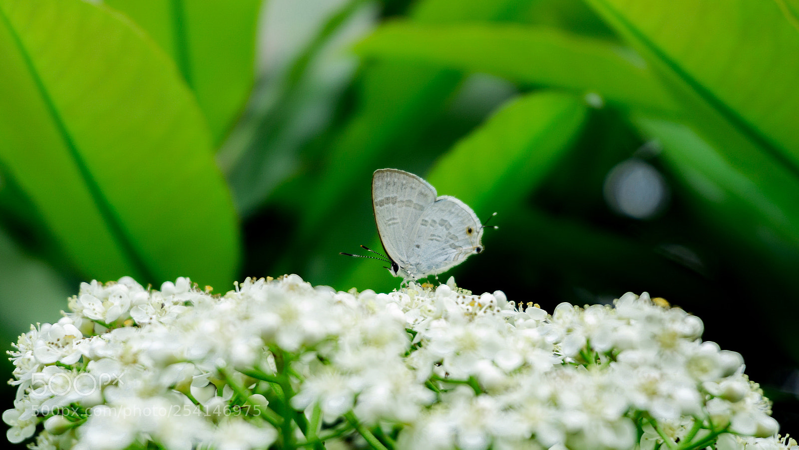 Sony a6000 sample photo. 蝶恋花 photography