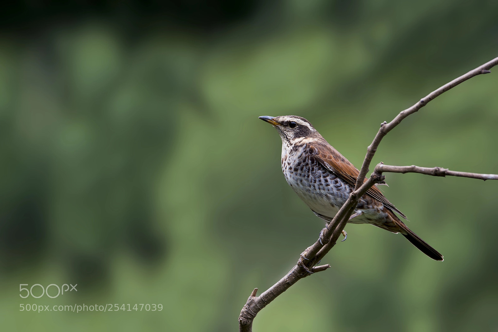 Nikon D4 sample photo. Siberian thrush (f) photography