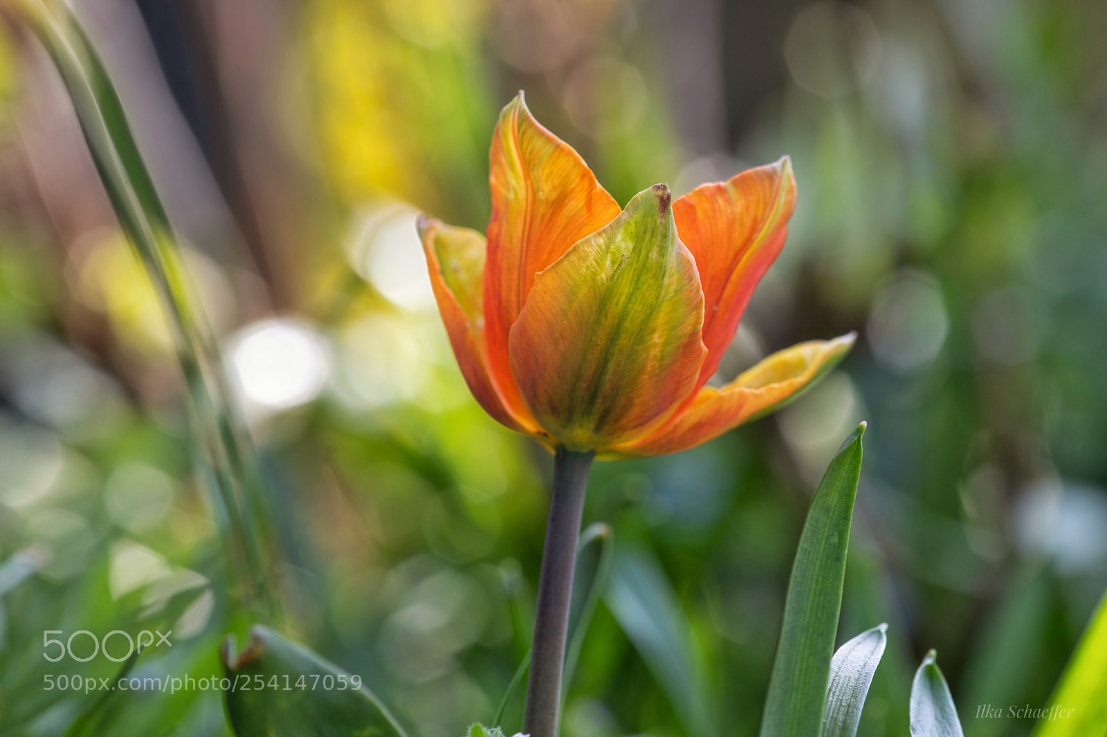 Canon EOS 5D Mark IV sample photo. Die tulpe photography