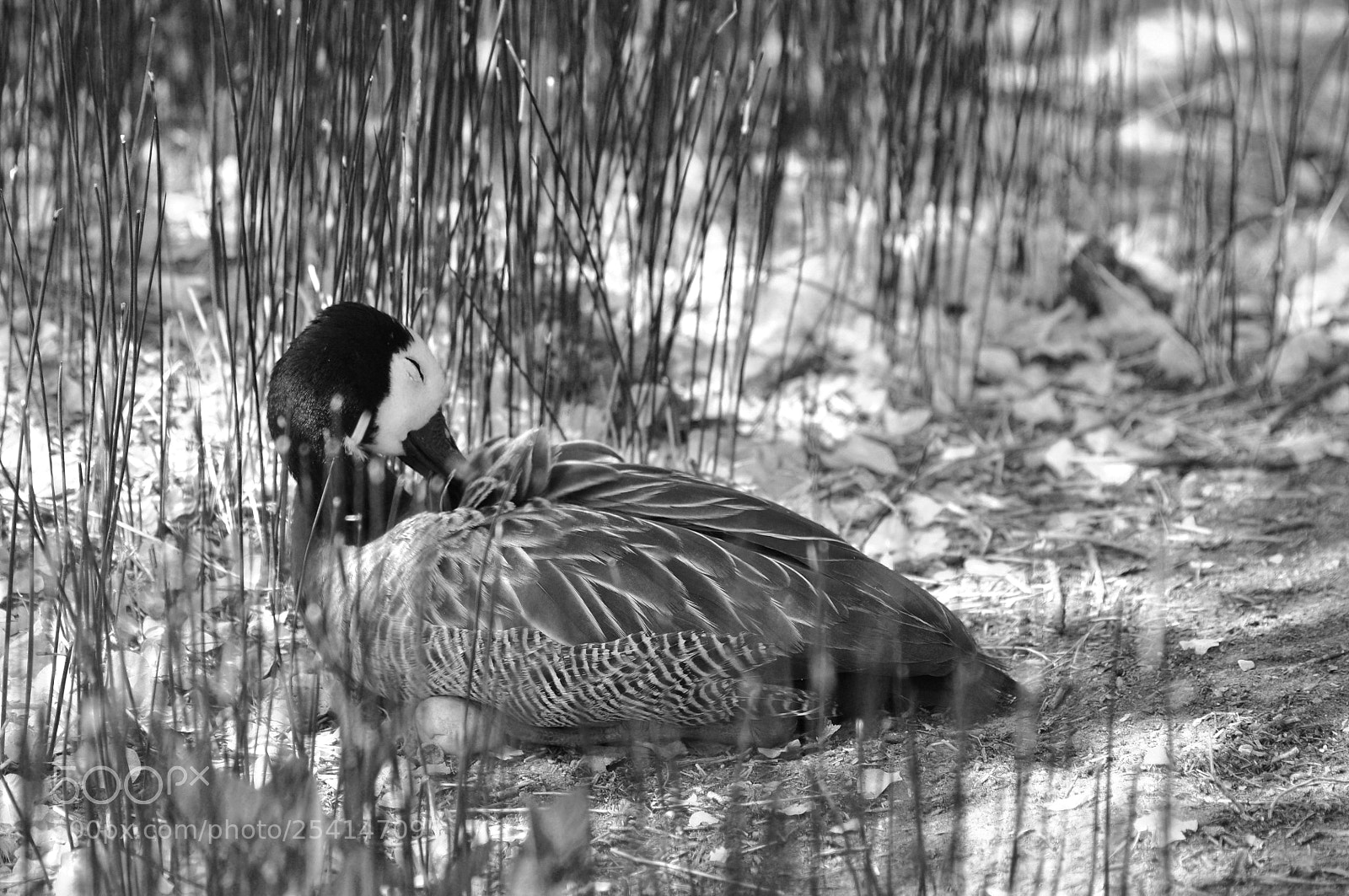 Nikon D90 sample photo. Sleeping beauty photography