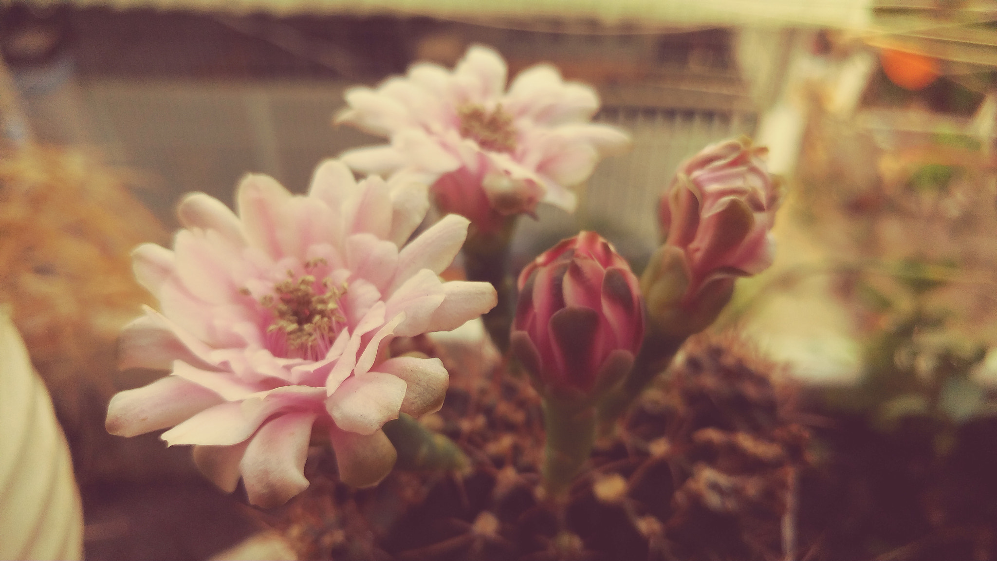 LG G5 SE sample photo