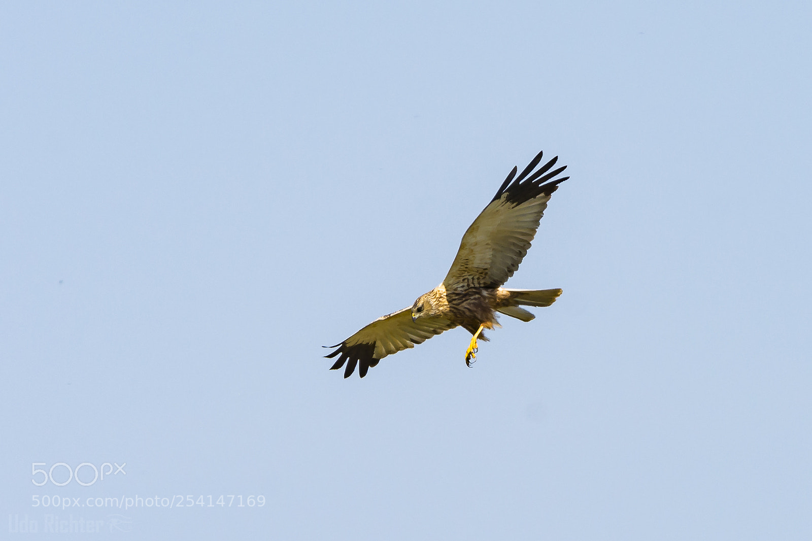 Nikon D7200 sample photo. 'male eurasian marsh harrier photography